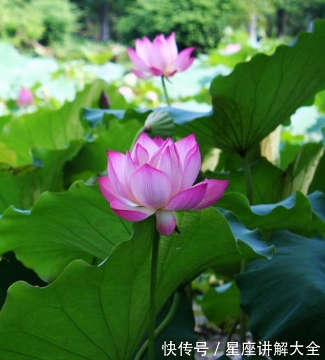 吉星|步入7月中旬,4属相吉星近身,机遇多多,富贵满堂,生活乘风破浪
