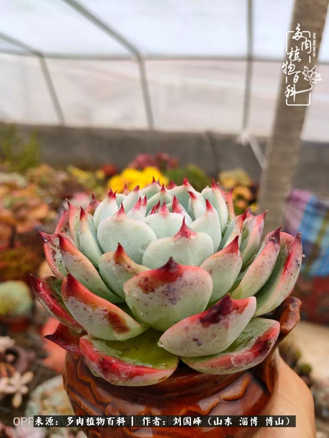 贵的不一定是对的，你的多肉究竟值多少钱附冬季养护攻略！