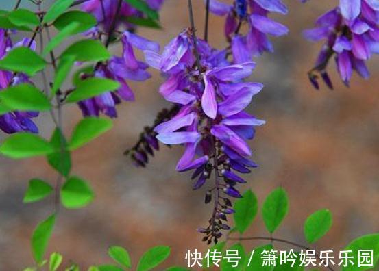 从7月6号开始,家养这些植物,花朵一串串,花苞蹿全枝