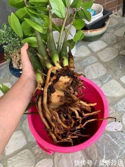 花盆|盆栽金钱树,记住“5句话”,叶子个个闪亮,萌芽更快!