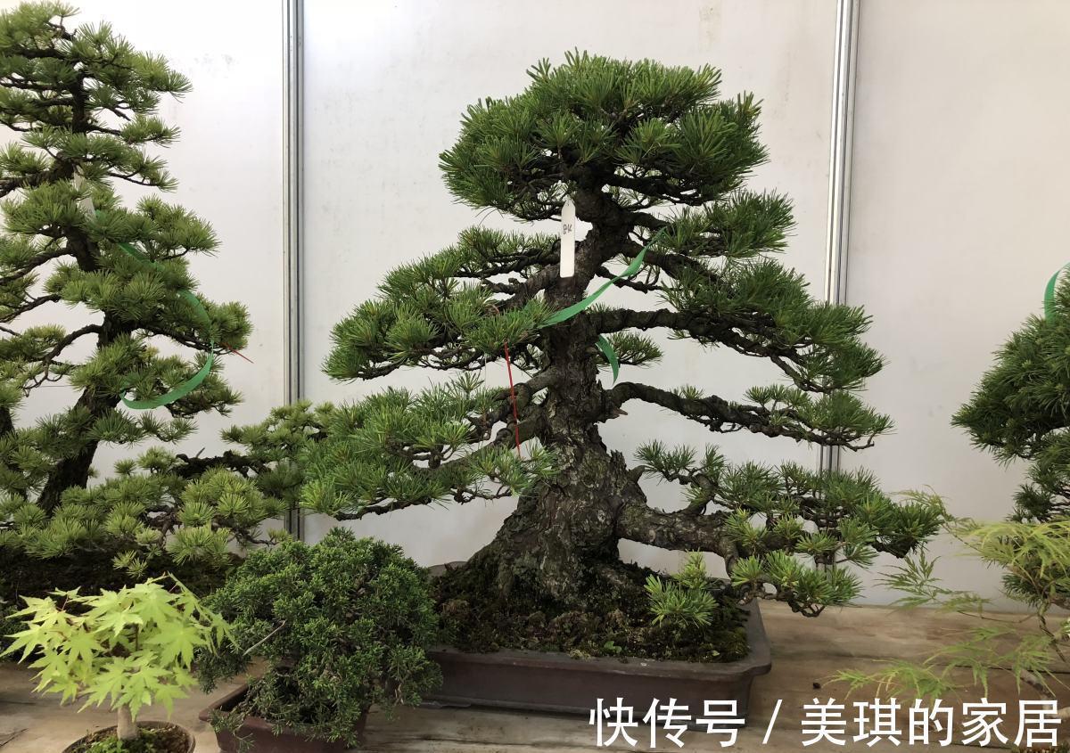 5种“富贵花”，客厅养一盆，贵气又吉利，有钱人家都爱养