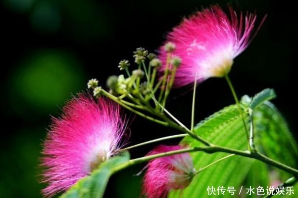 此花象征着永远恩爱,代表着不离不弃的夫妻,有合欢、爱情的美誉