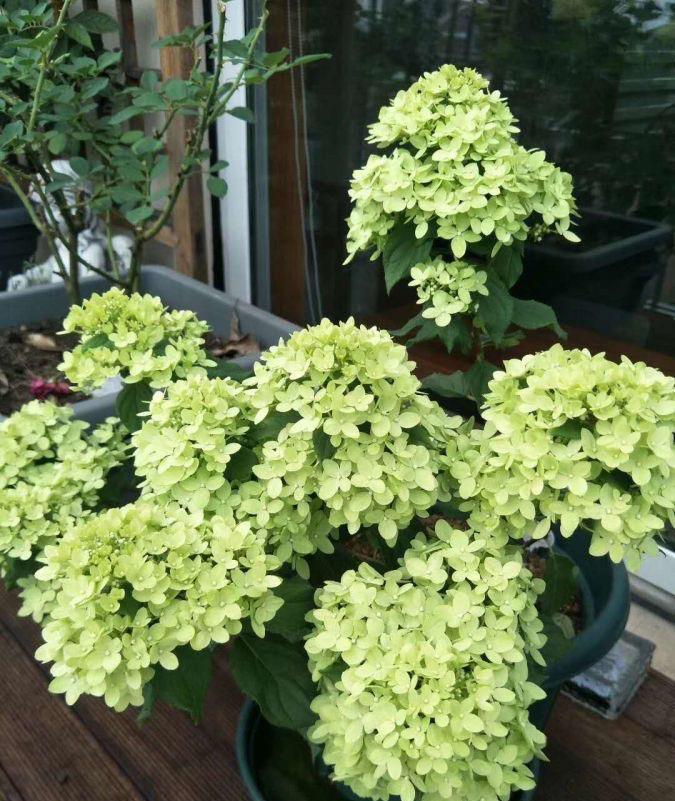 施肥|炎炎夏日,养花就养它,天天开花颜色很绝,美美哒