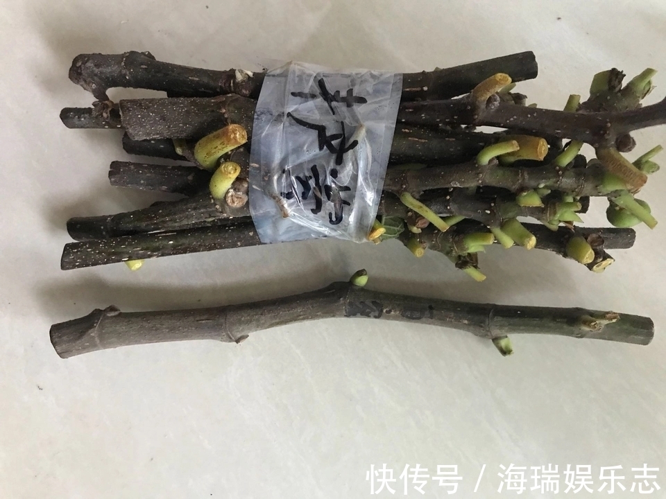 无花果|无花果扦插不生根关小黑屋几天,小白根冒不停
