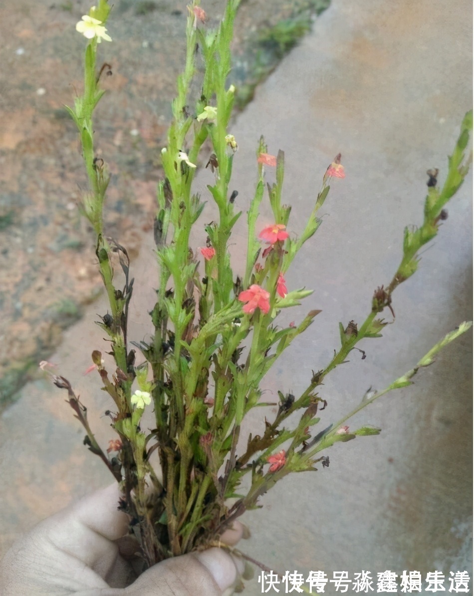 坟头|农村有一“野草”,专挑坟头生长,晒干后用来卖,价值胜过黄金