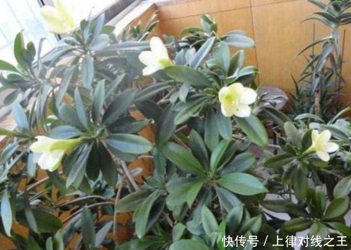3种花最适合懒人养,越不管长得越旺,管的勤快黄叶又烂根