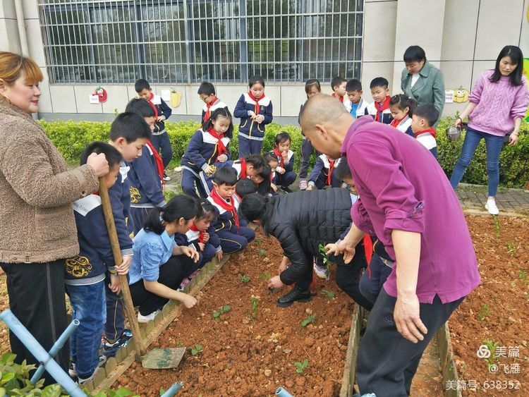 【动感中队】春风十里，不如春耕有你 记龙洲小学1908班班级菜园建设