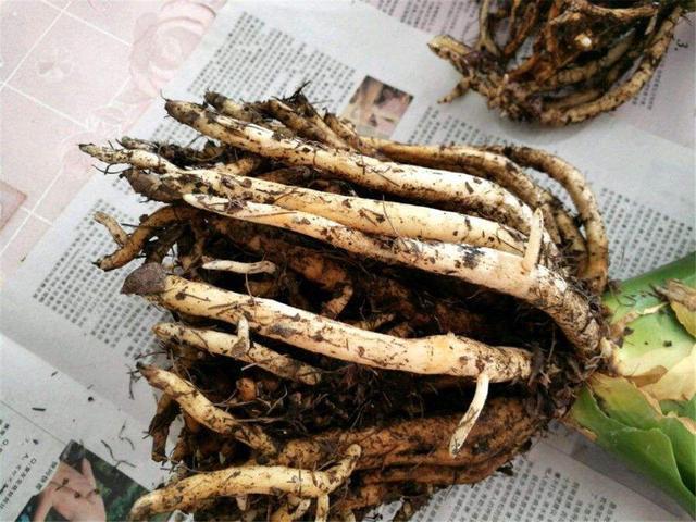 君子兰是“懒汉”，要懒养，不黄叶不烂根，年年开花多，美呆了