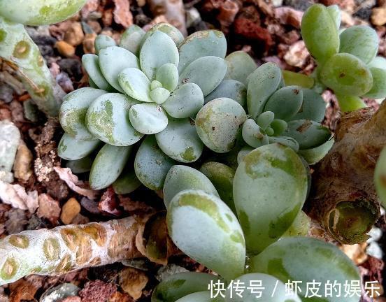 养多肉,就这么简单