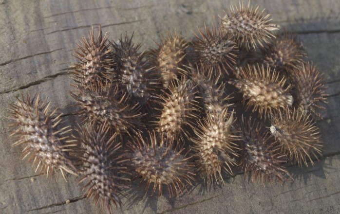 中年|人们看见此物就远离,但用此物泡脚好处太多了