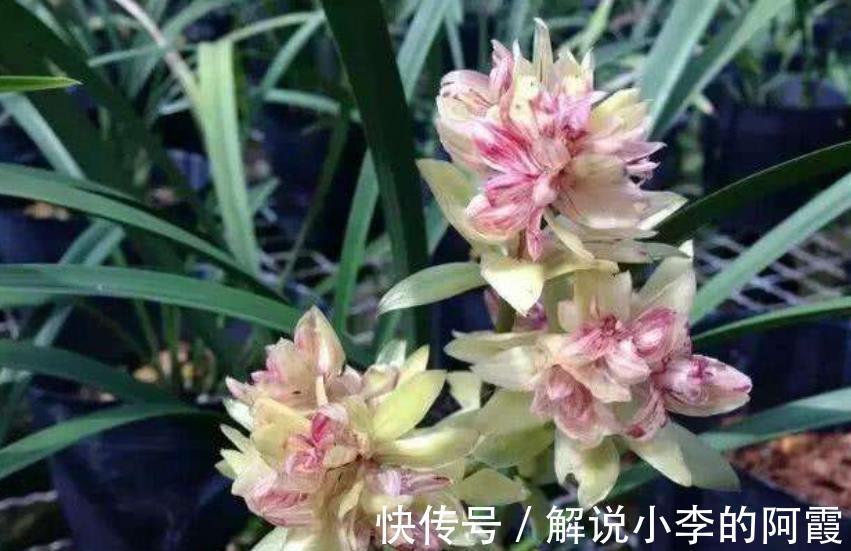 吉祥|不怕冷的5种花,冬天冻一冻,开花更好看,大气好养又吉祥