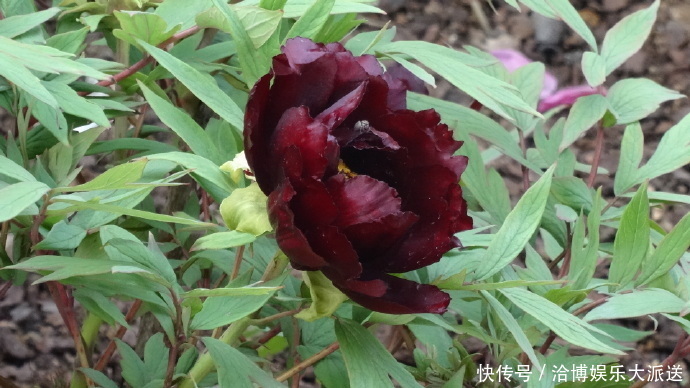 叶状|喜欢菊花,不如养盆“黑牡丹”初乌,黑如墨炭,妖艳有光泽!