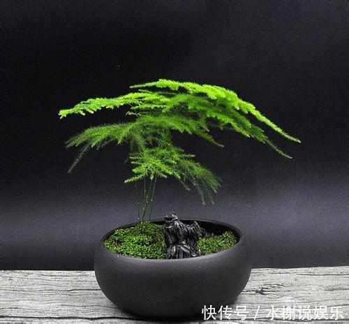 微酸性|绿萝、铜钱草盛夏这么养护,叶子比钱大,肥肥大大爬满屋