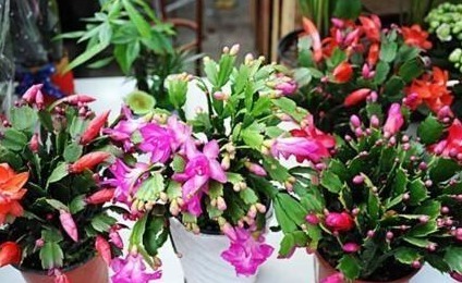 养蟹爪兰，盆里扔点“它”，根壮、叶绿，40天不管开爆盆，简单！