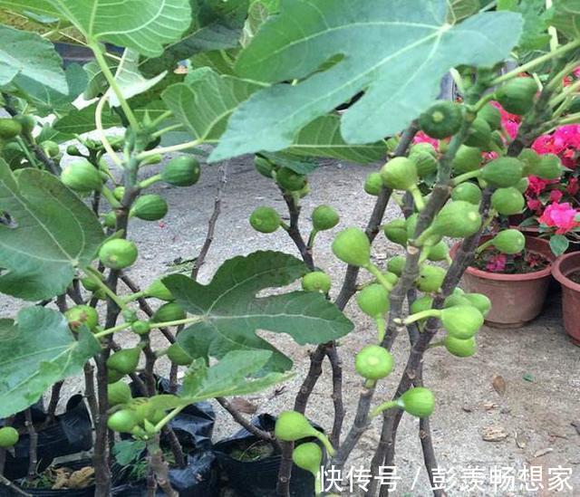 养花不是新鲜事,现在种棵“无花果”,满满当当全是果!