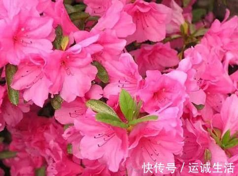 新手养护花卉，就养沾水就爆盆的花卉，枝繁叶茂，花期还很长！