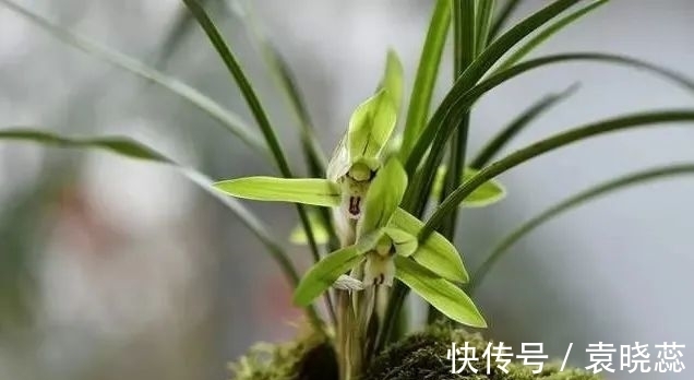 透水|兰花浇水有讲究,浇半截水还是浇透水,究竟怎么掌握?