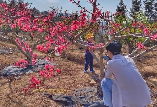 中年|春暖百花开，赏花正当时，蕉岭广福鹰嘴桃花吸引众多游客前往观赏