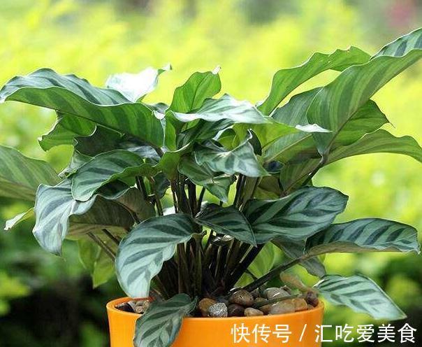 购买植物有讲究，学会5招选花技巧，再也不用担心被骗了