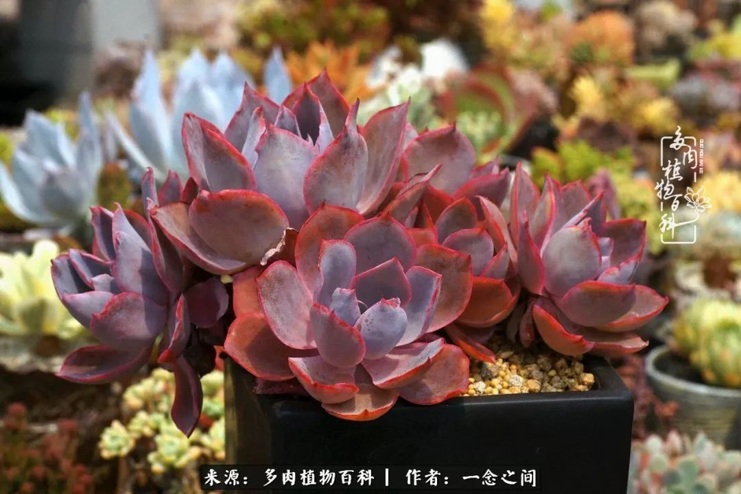 群友聊多肉没有最二只有更二,爆笑百科二群的二货二事!