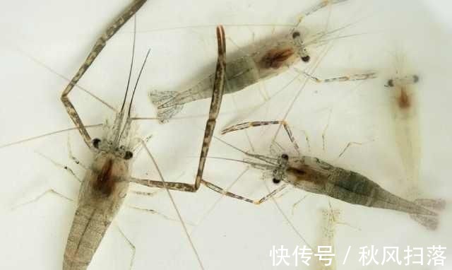 浮漂顶起又落下,提竿却均不中鱼解读3种奇怪漂相不中鱼的原因