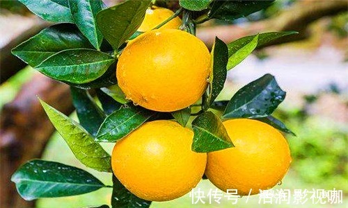 甜菜|女性到了中年,常吃4种食物,排毒祛湿,美容护肤,滋养女性子宫