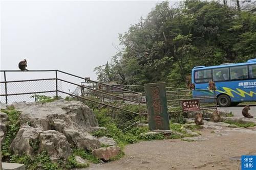 峨眉山上有一群猴，天不怕地不怕的山大王，常年横行霸道欺负游客