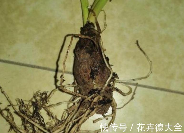养护|适合秋季养殖的3种球根植物，阳台盆栽，2个月就开花，美极了