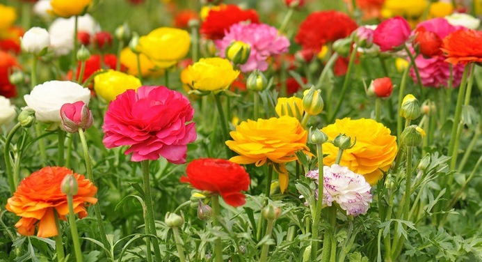 喜欢养护花卉,就不要错过这个花卉,花大色艳,花量大,很像牡丹