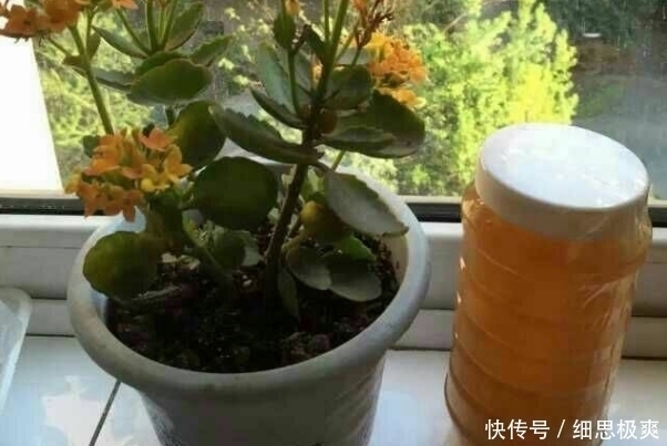 松针叶|想长寿花多冒苞,土里埋下这“两”料,顺利春化,绽放层叠群花