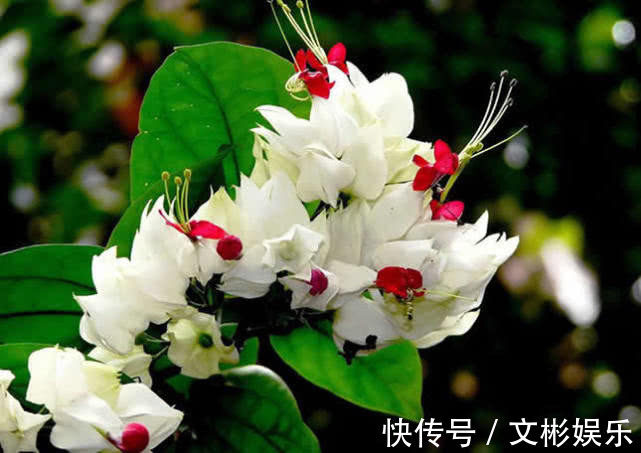 一种新型花卉“龙吐珠”，1朵花开2色，开花一串串，高贵寓意好