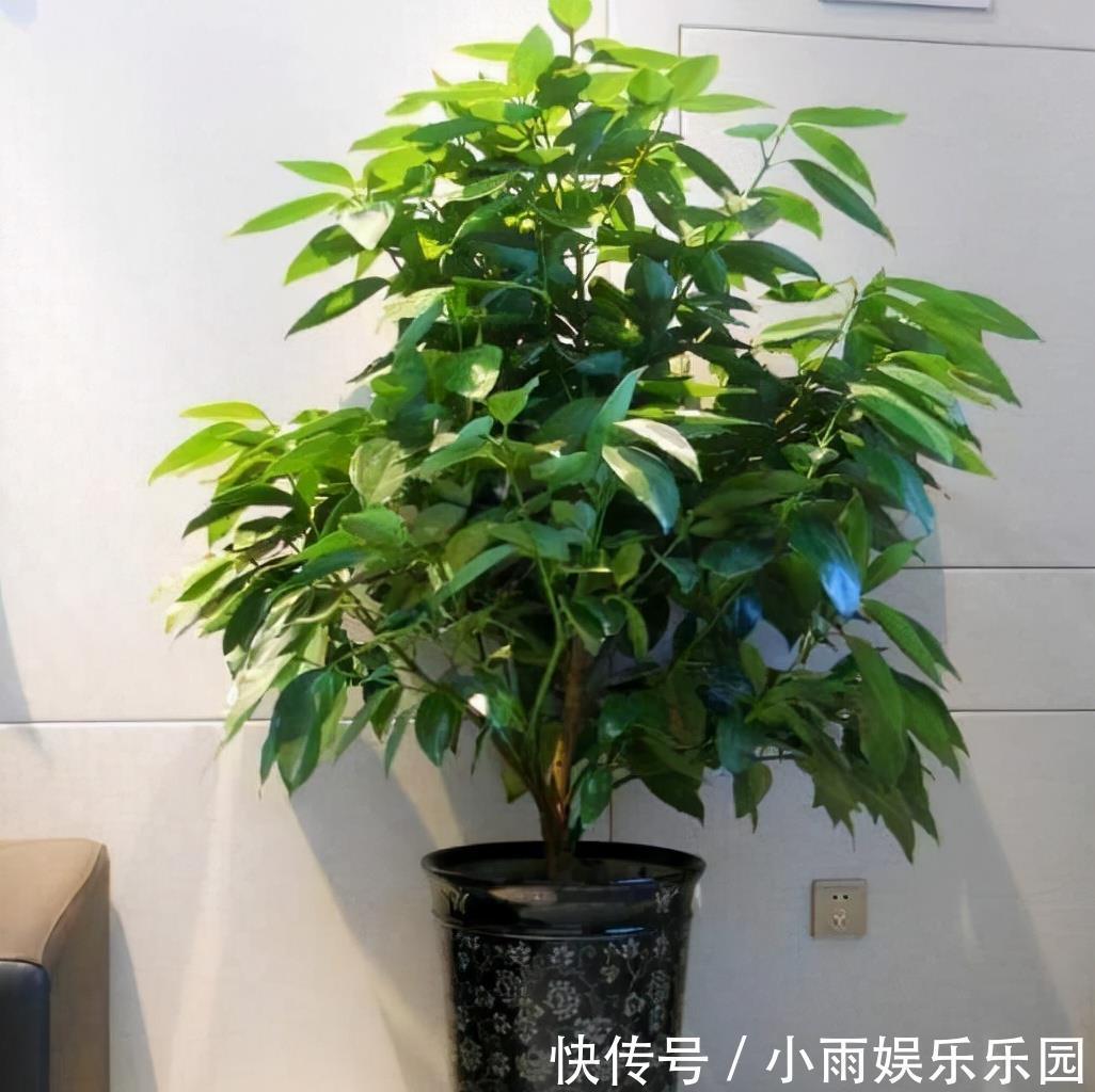 家里不要乱养花!6种养人花,吸废气制氧气,还有旺家的好寓意