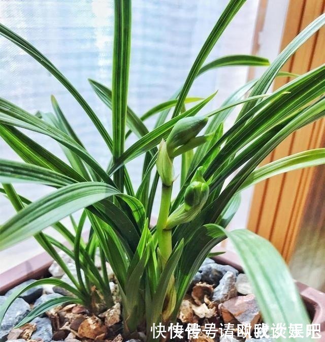兰花|兰花焦尖，有3原因！这样养护，兰花叶片绿油油，呼呼长得旺！