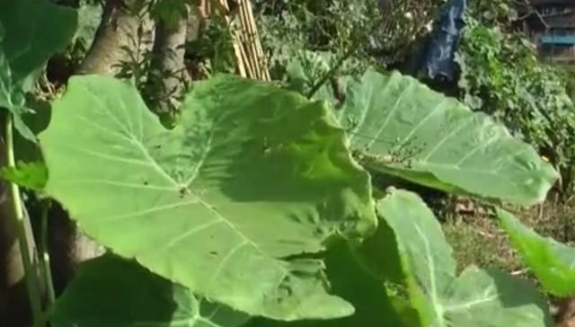 芋禾|农村地区的这种野菜，很多人以为都不能吃，其实清炒出来特别美味