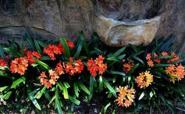 播种法|养君子兰,这3种方法让你变成专业户,不得不做的一件事不能忘