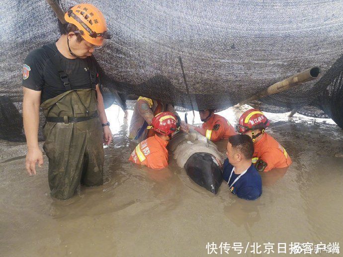 方列|一场关乎生命的救援！浙江台州警民合力紧急营救搁浅鲸鱼