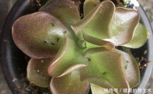 草木灰|夏天养花,花盆里小虫子多,6种除虫“小技巧”,一学就会!