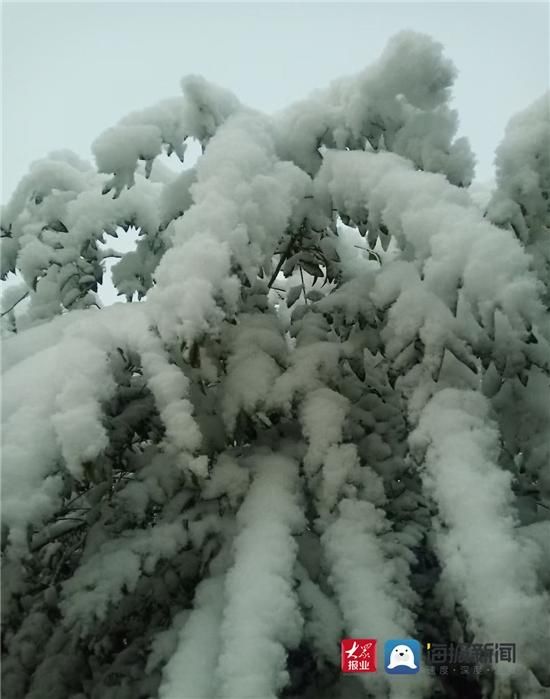 组图|组图｜淄博这场雪用实力说话 这些地方最美