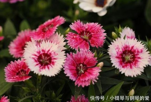 4月24日开始,养花试试这几款,观赏性强,花开漂亮似牡丹
