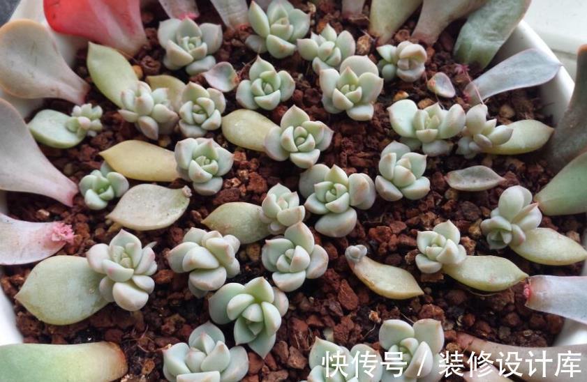 成活率|秋天叶插多肉植物,掌握4个要点,出芽快长新叶,成活率90%以上