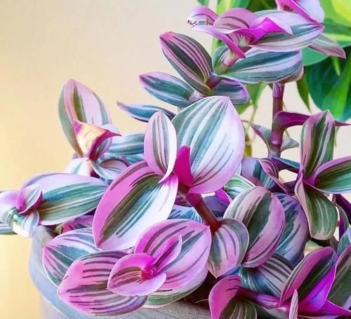 吊兰中的贵族“油画婚礼”,一叶多色,好养易活,自带浪漫气息