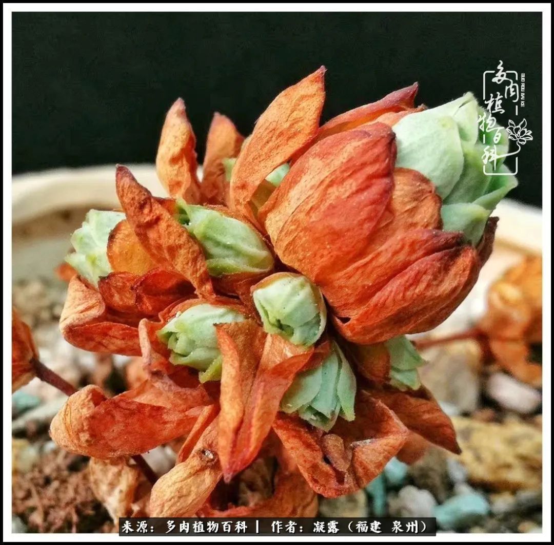 喜欢养肉,喜欢赏肉,更喜欢拍,如此怎能不掉肉坑