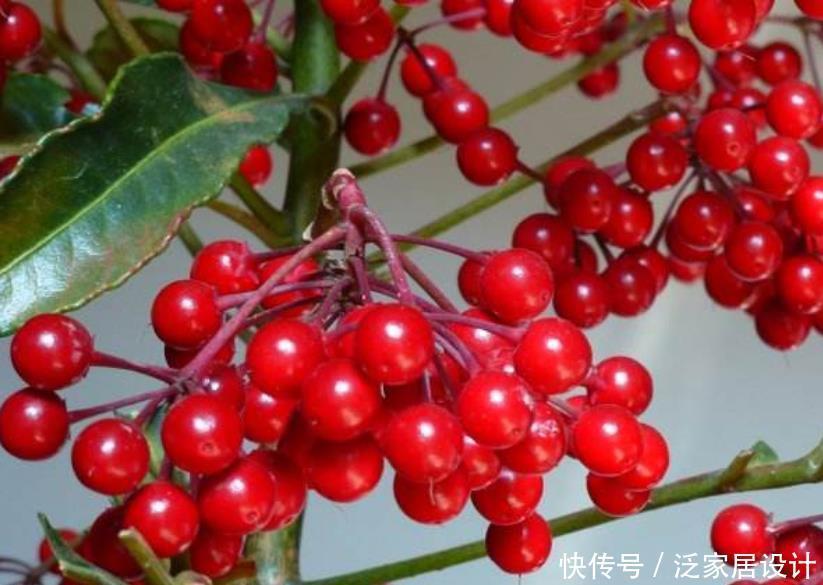若是去野外,请留意“结红果”植物,挖回家制成盆景很高档