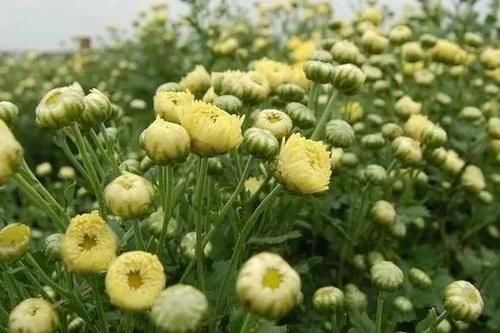 春天，养生好时节，做到“一防、二清、三养”，为健康打牢基础