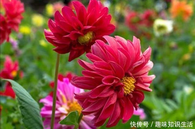 养菊花不如养此花,花开三季,秋后翻出一堆小地瓜!