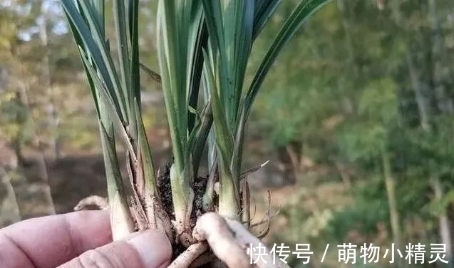 为什么说用细植料养兰花，更容易服盆成活？