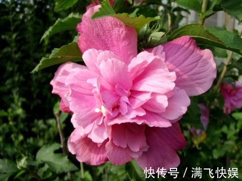 这几种花最适合现在扦插,一年最佳时机,几步就得到一阳台花海!