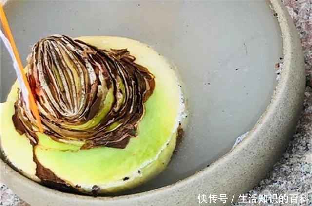 想省心就养这些花，没有病虫害，就爱开花！想省心就养这些花，没有病虫害，就爱开花！