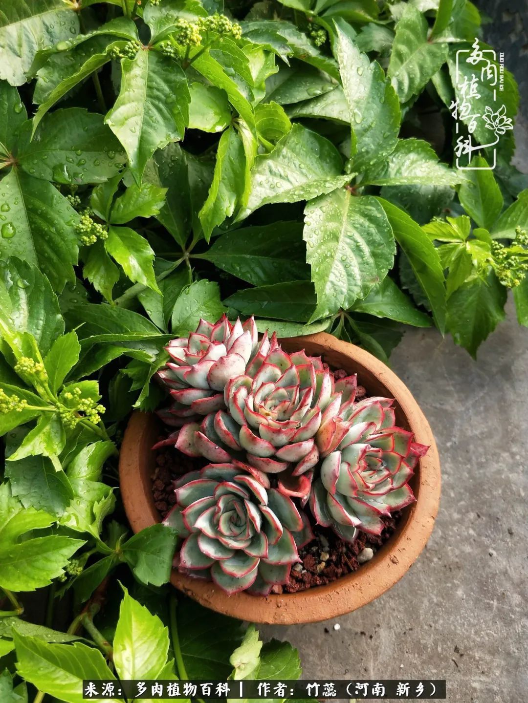 养多肉三周年有感养这么多多肉到底有啥用!