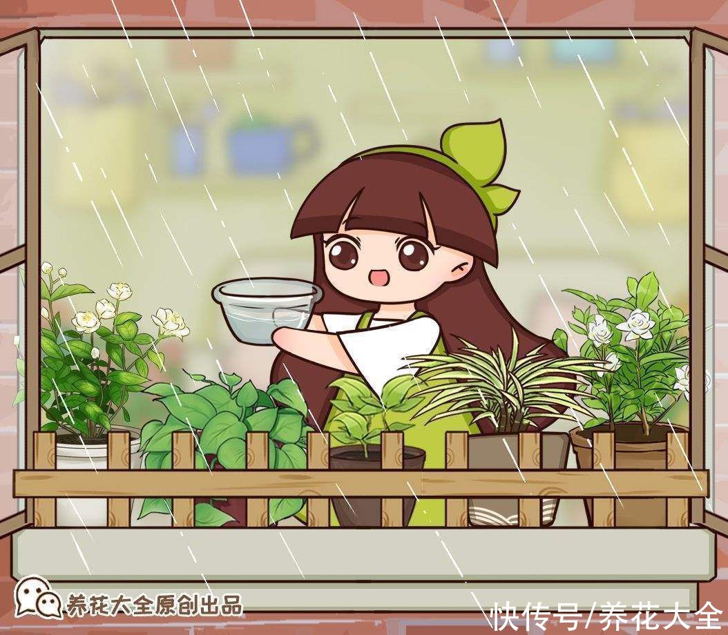 叶片|夏季多肉难养好？记住3个不要，安稳度夏不困难